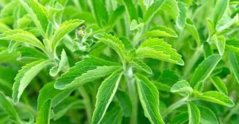 stevia plants online