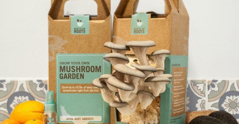 mushroom boxes